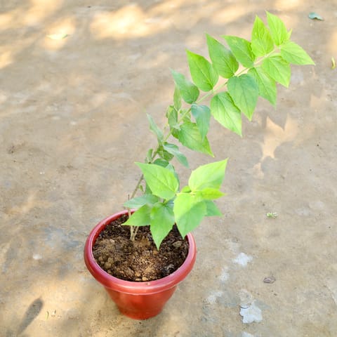 Harsingar / Parijat in 10 Inch Plastic Pot
