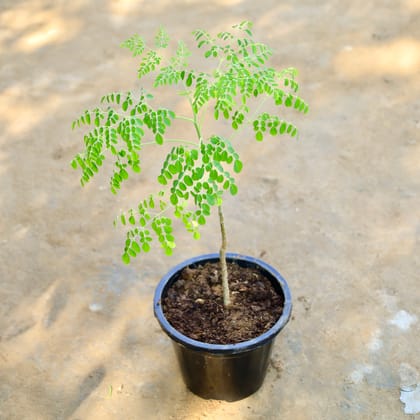 Buy Drumstick / Paijon/ Moringa/ Sehjan in 6 Inch Nursery Pot Online | Urvann.com