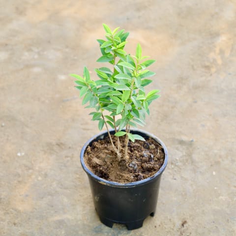 China Amrood / Guava in 6 Inch Nursery Pot