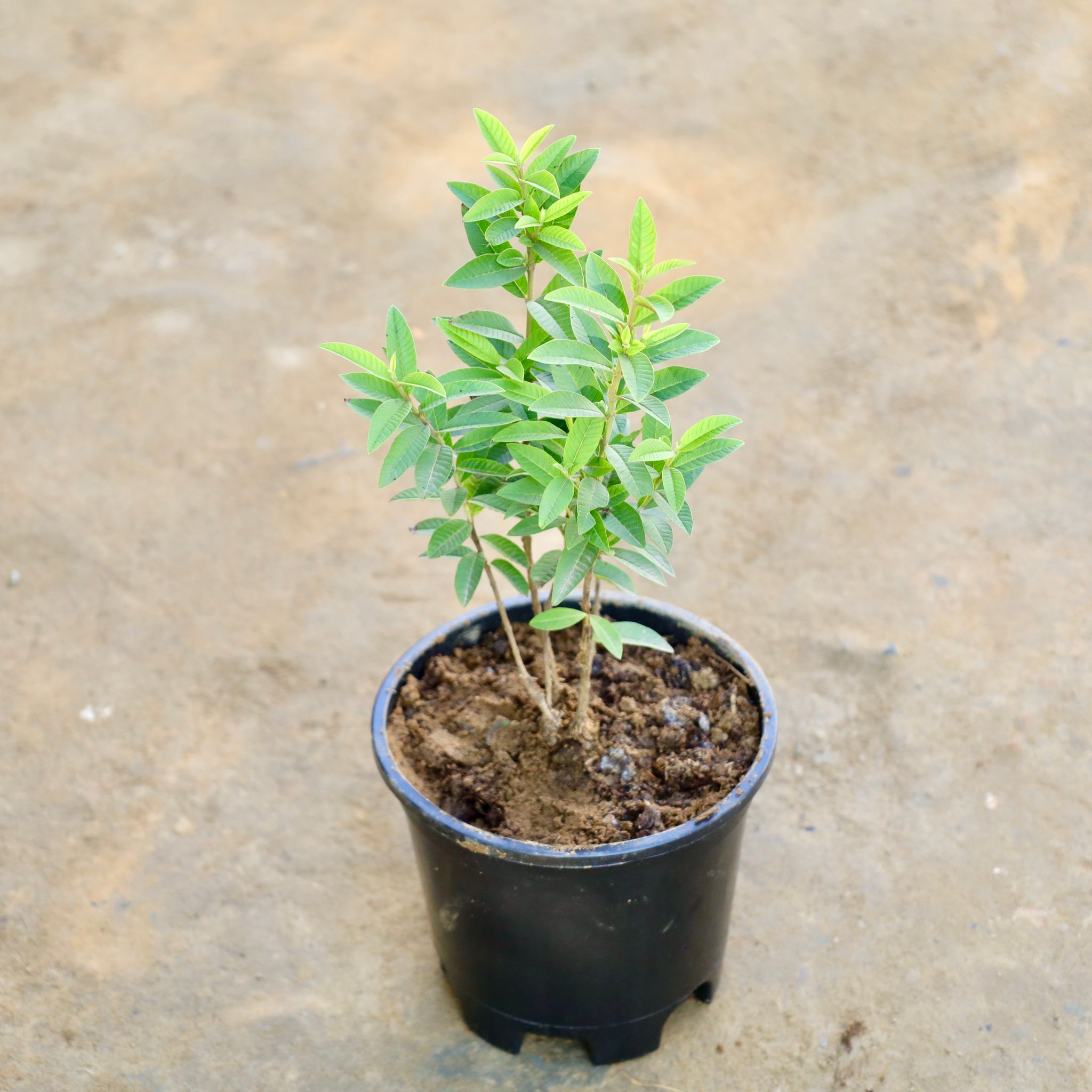 China Amrood / Guava in 6 Inch Nursery Pot