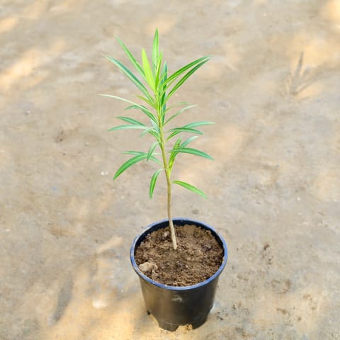 Oleander / Kaner Pink in 6 Inch Nursery Pot