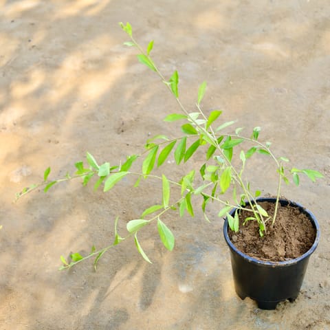 Curtain Creeper / Parda Bel in 6 Inch Plastic Pot