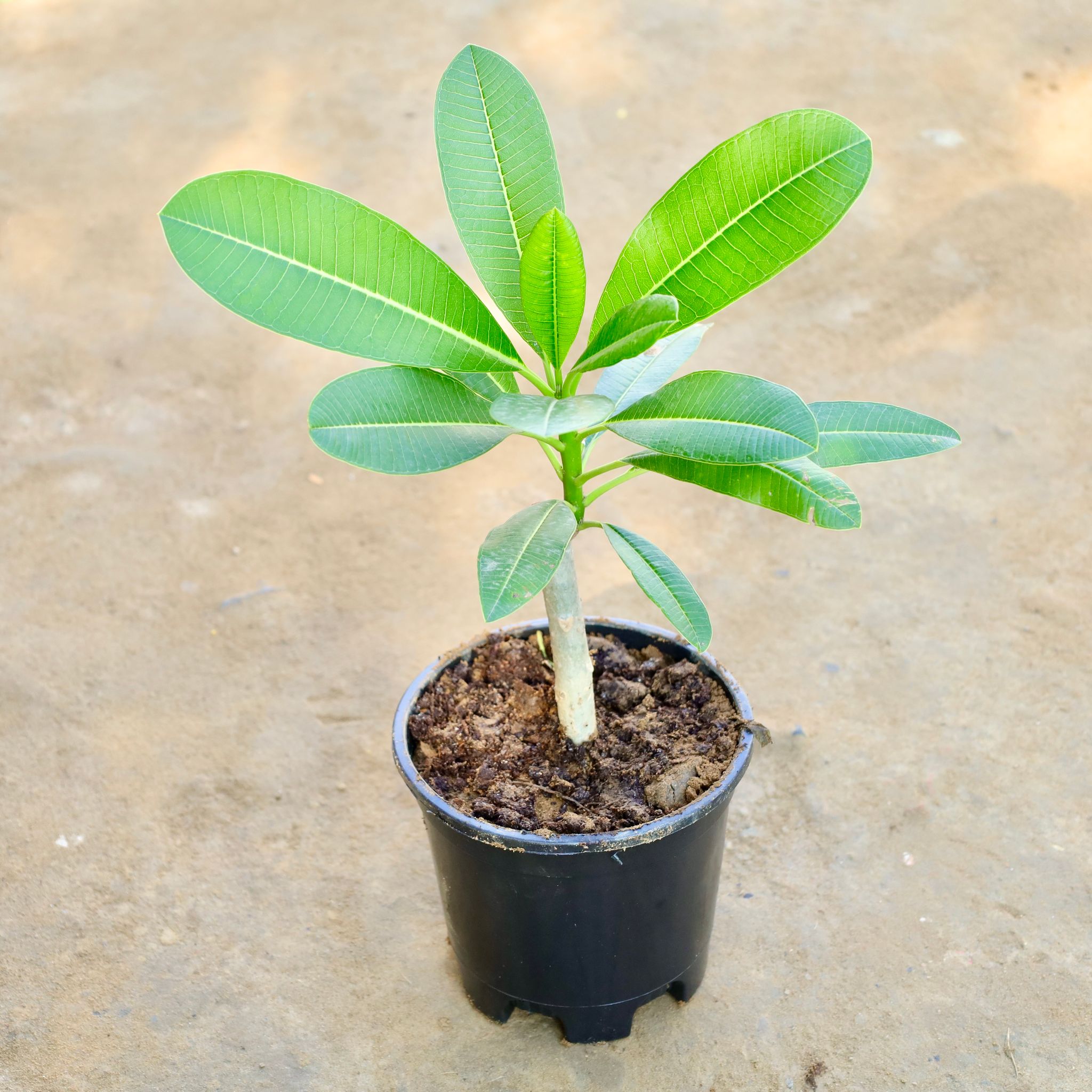 Champa (Any Colour) in 6 Inch Nursery Pot