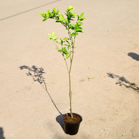 Mosambi / Sweet Lemon (~ 3 Ft) in 8 Inch Nursery Pot
