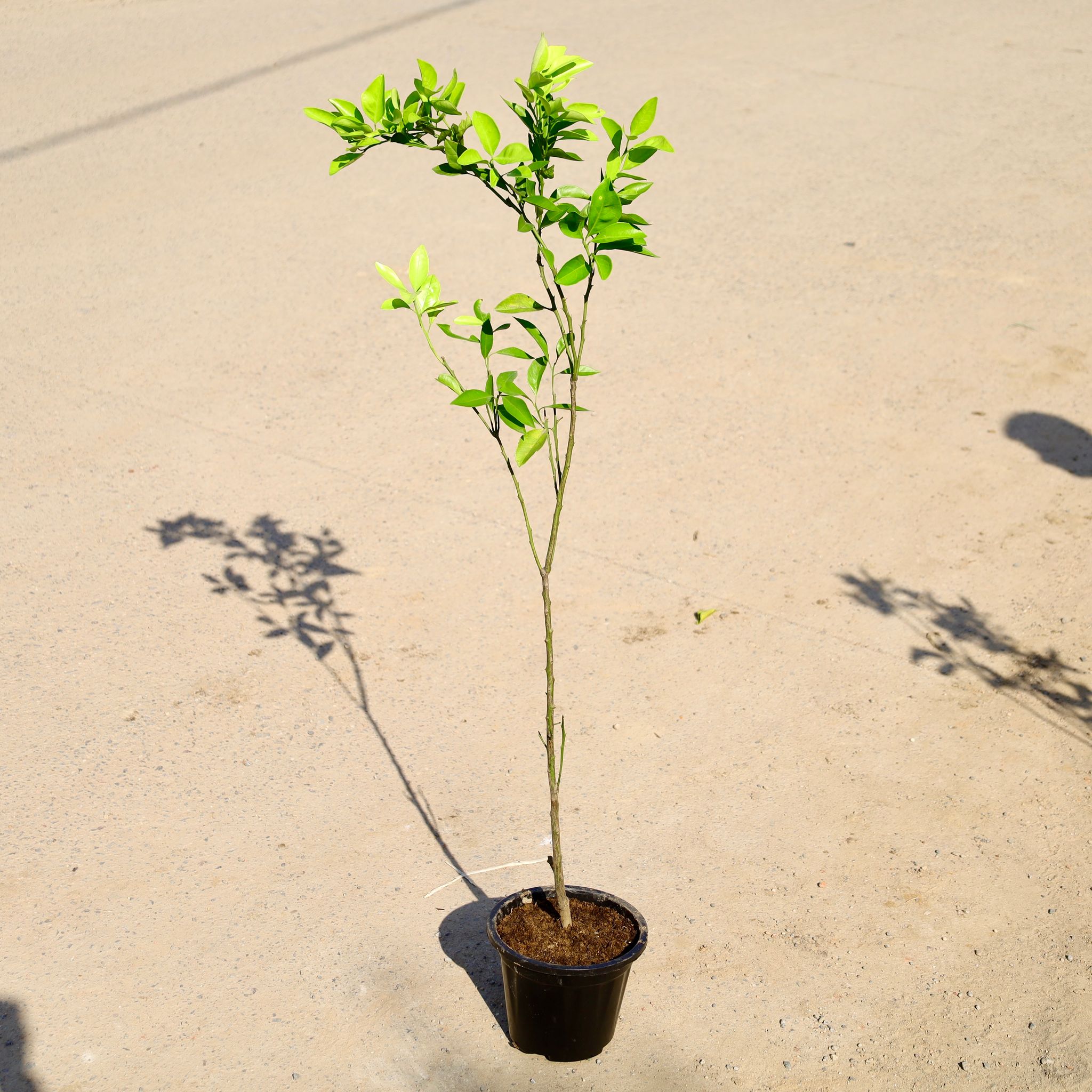 Mosambi / Sweet Lemon (~ 3 Ft) in 8 Inch Nursery Pot