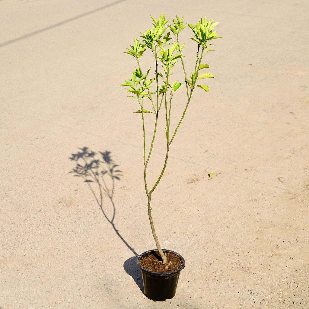 Buy Mexican Orange in 8 Inch Nursery Pot Online | Urvann.com Mexican Orange in 8 Inch Nursery Pot