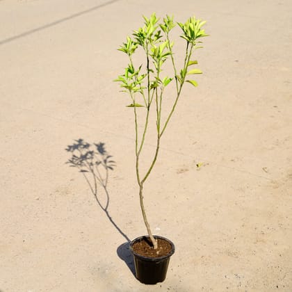 Buy Mexican Orange in 8 Inch Nursery Pot Online | Urvann.com