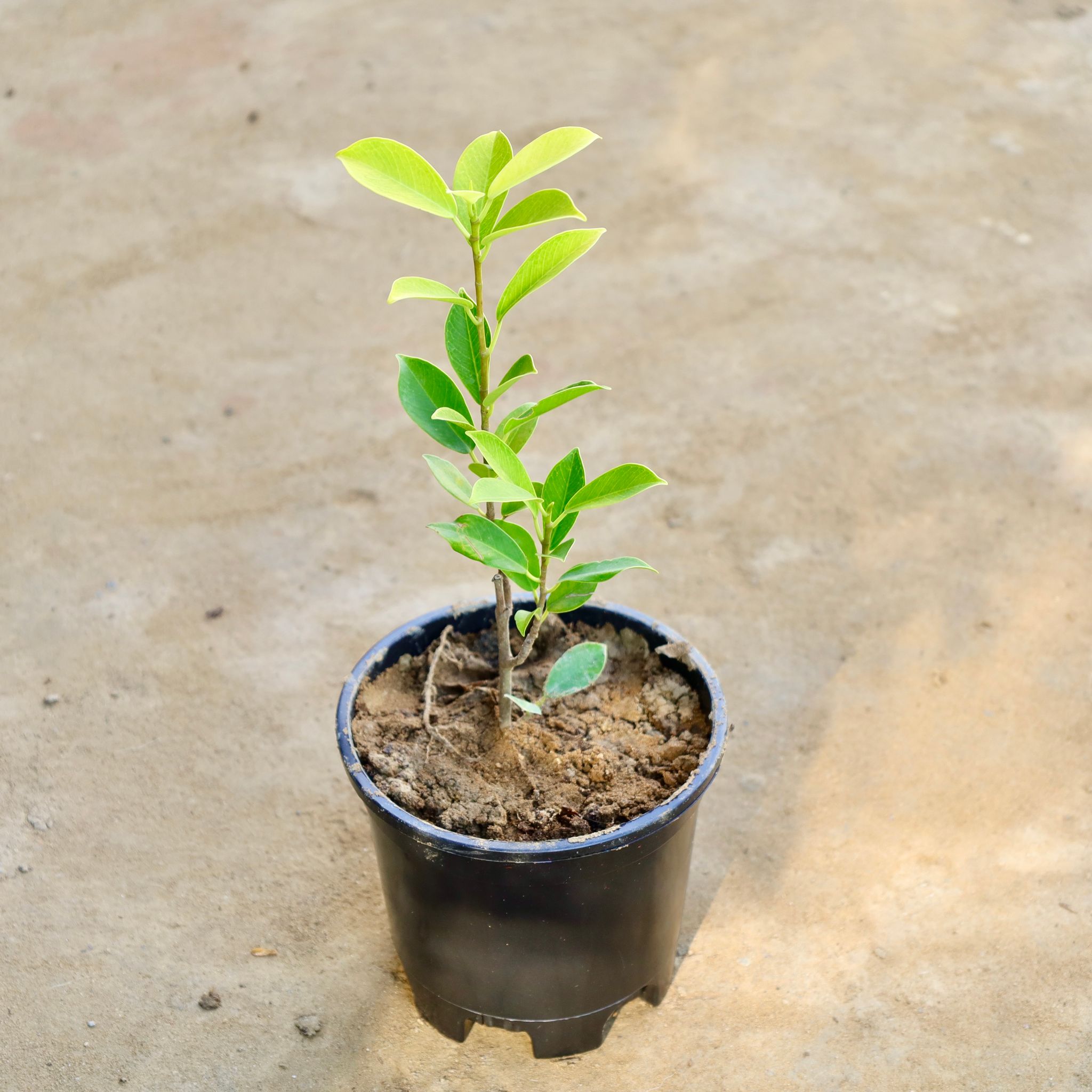Ficus Panda in 6 Inch Nursery Pot