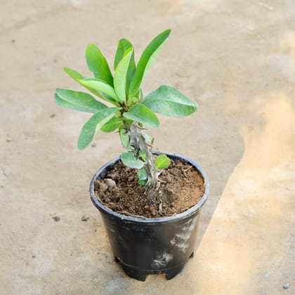Buy Euphorbia Mili (Any Colour) in 6 Inch Nursery Pot Online | Urvann.com