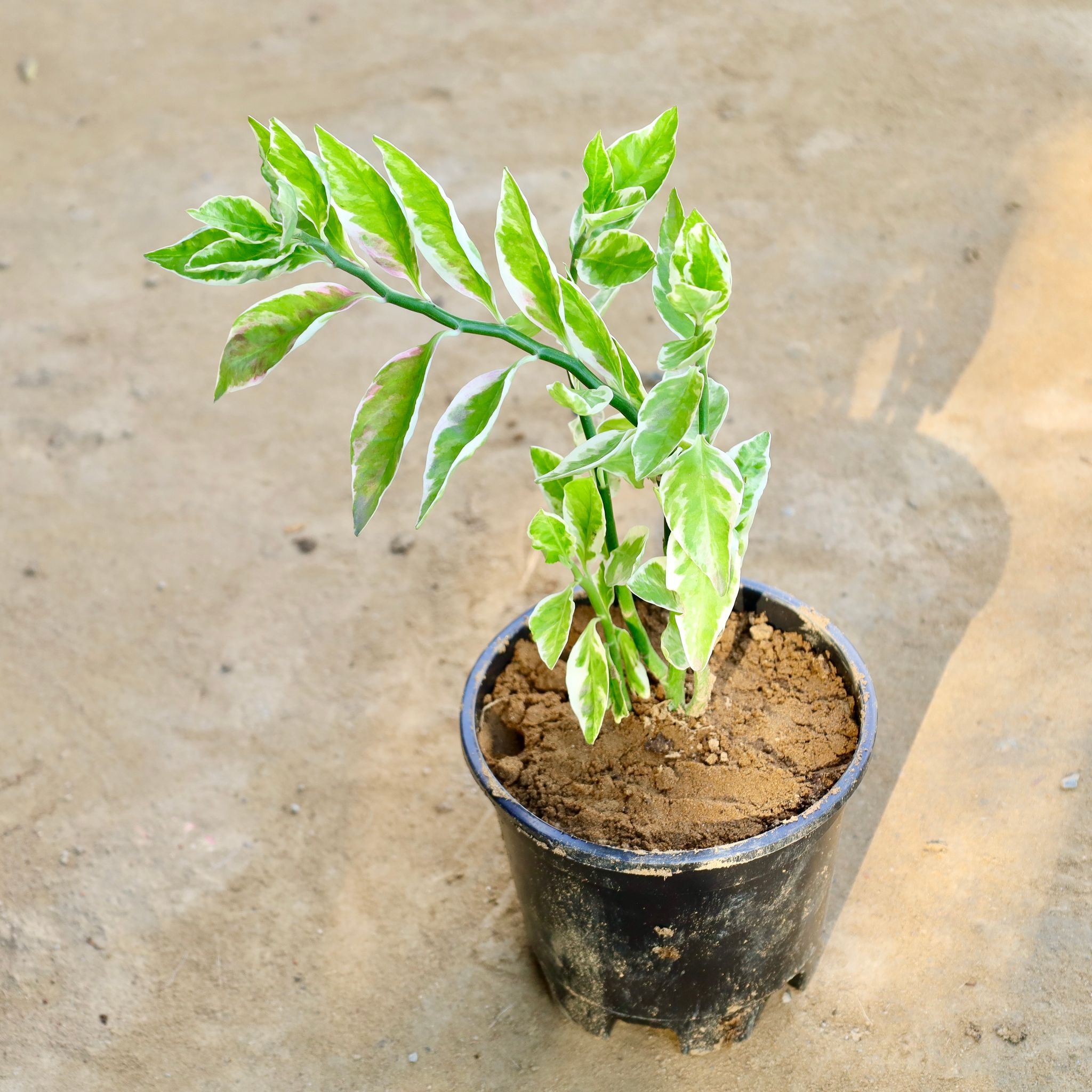 Pedilanthus / Devil'S Backbone in 6 Inch Nursery Pot