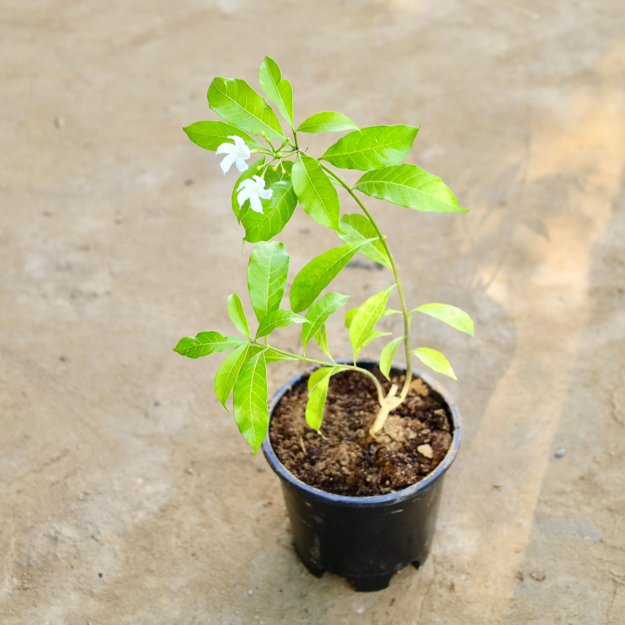 Single Chandni in 6 Inch Nursery Pot