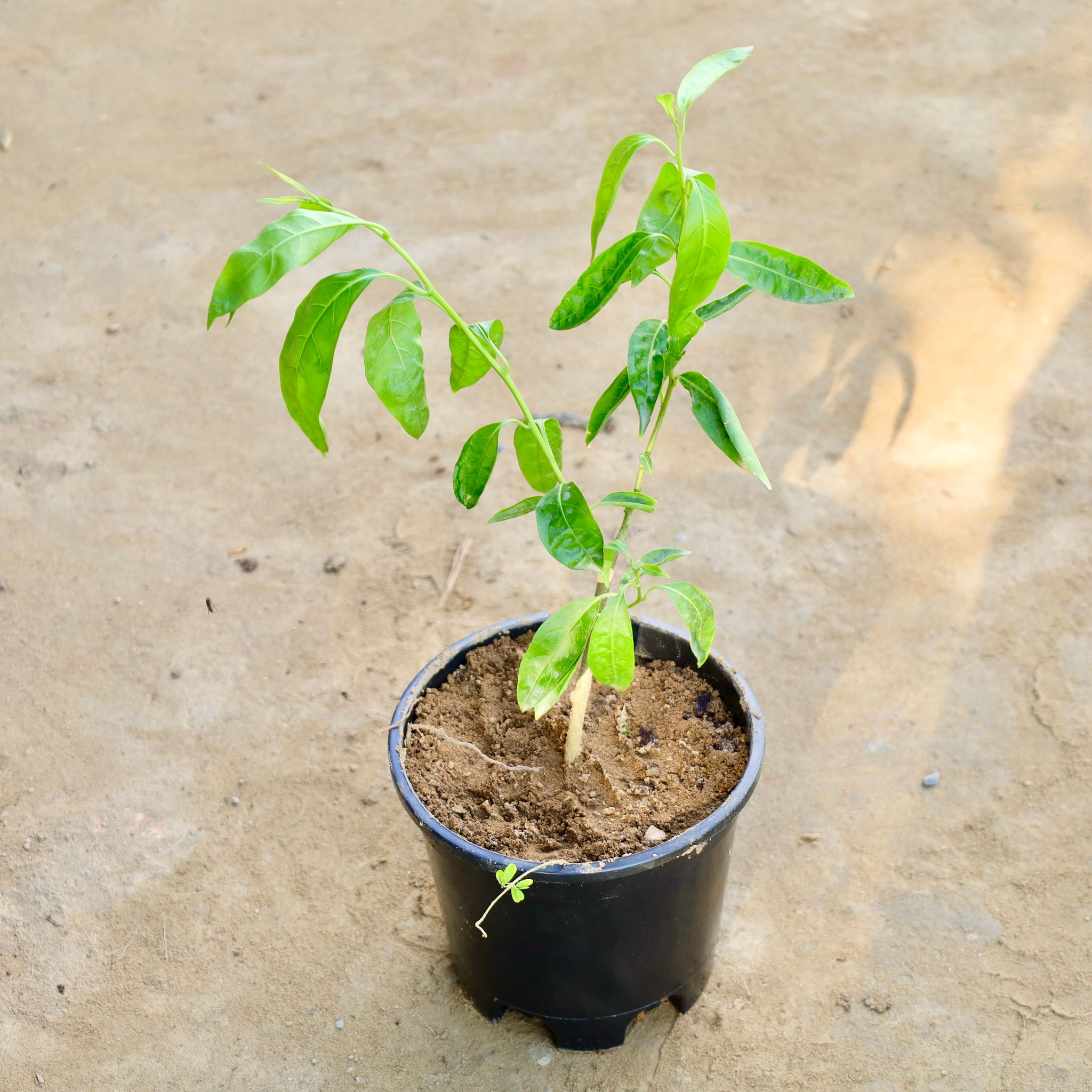 Raat Ki Rani / Night Blooming Jasmine (Any Colour) in 6 Inch Nursery Pot