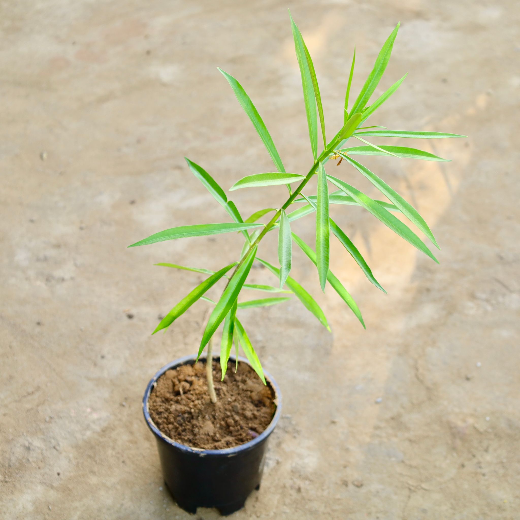 Kaner / Oleander Yellow in 6 Inch Nursery Pot
