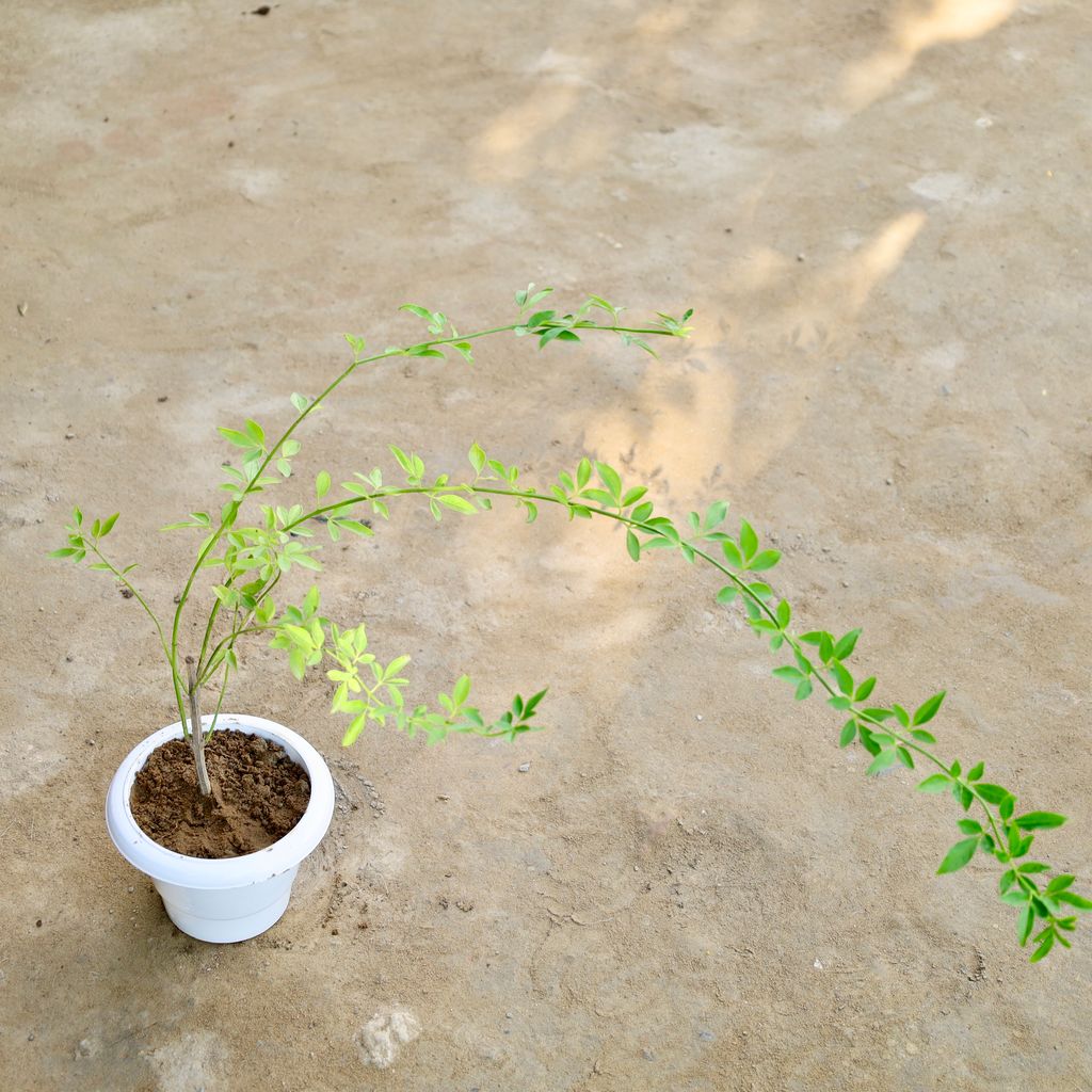 Buy Chameli (Any Colour) in 6 Inch Plastic Pot Online | Urvann.com Chameli (Any Colour) in 6 Inch Plastic Pot
