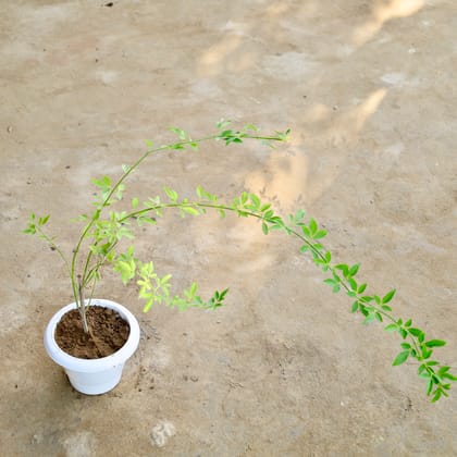 Buy Chameli (Any Colour) in 6 Inch Plastic Pot  Online | Urvann.com
