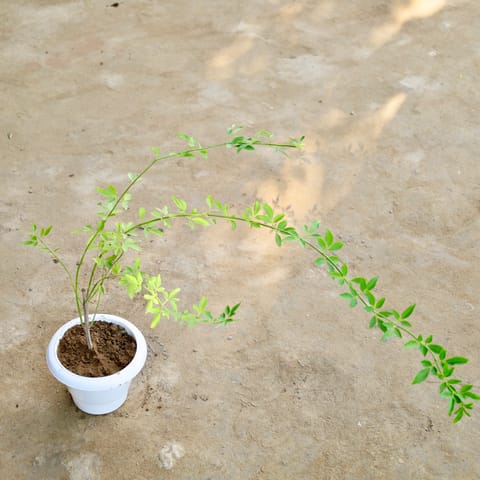 Chameli (Any Colour) in 6 Inch Plastic Pot