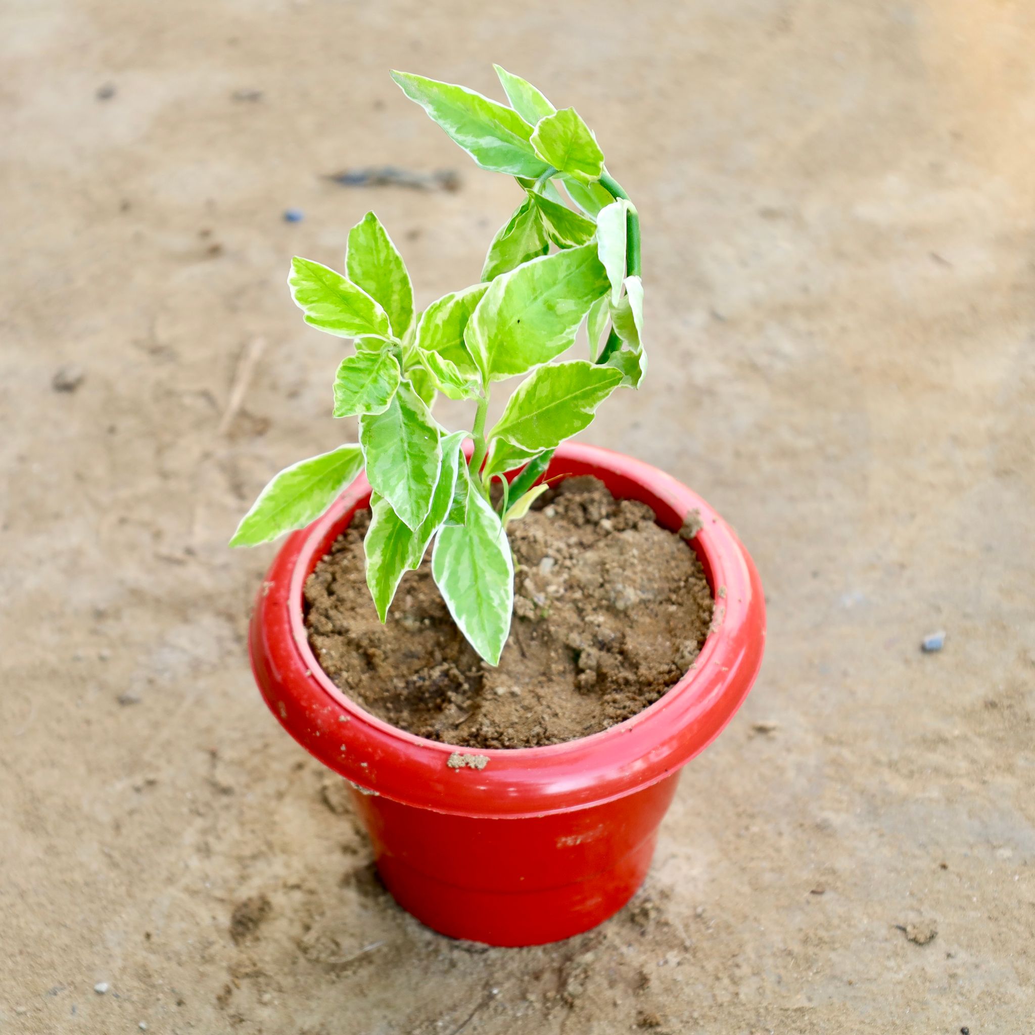 Pedilanthus / Devil'S Backbone in 6 Inch Plastic Pot
