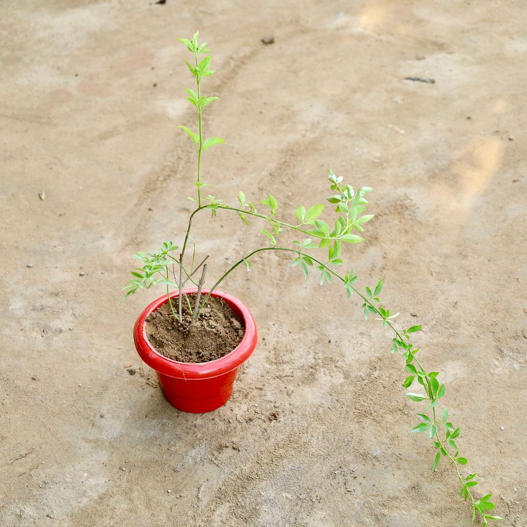 Buy Chameli (Any Colour) in 6 Inch Plastic Pot Online | Urvann.com Chameli (Any Colour) in 6 Inch Plastic Pot