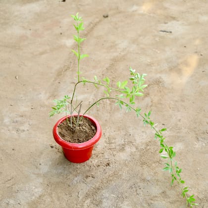 Buy Chameli (Any Colour) in 6 Inch Plastic Pot  Online | Urvann.com