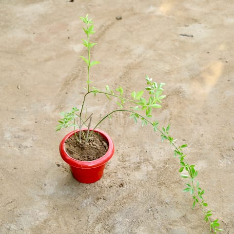 Chameli (Any Colour) in 6 Inch Plastic Pot