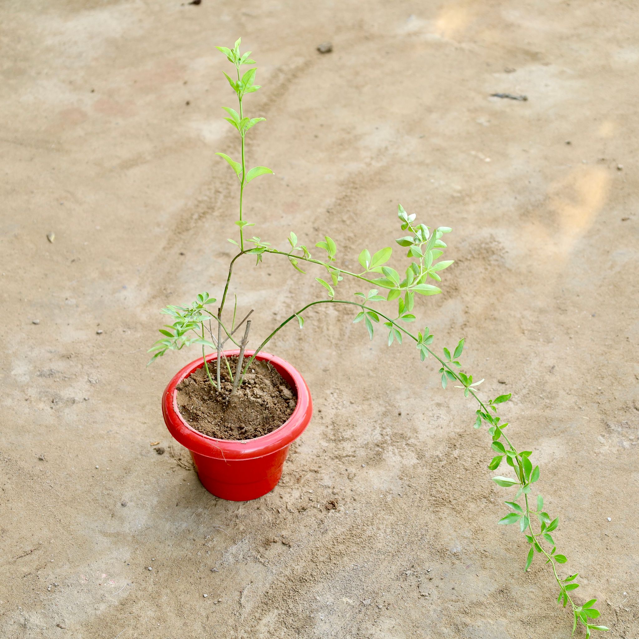 Chameli (Any Colour) in 6 Inch Plastic Pot