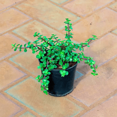 Lucky Jade in 4 Inch Nursery Pot