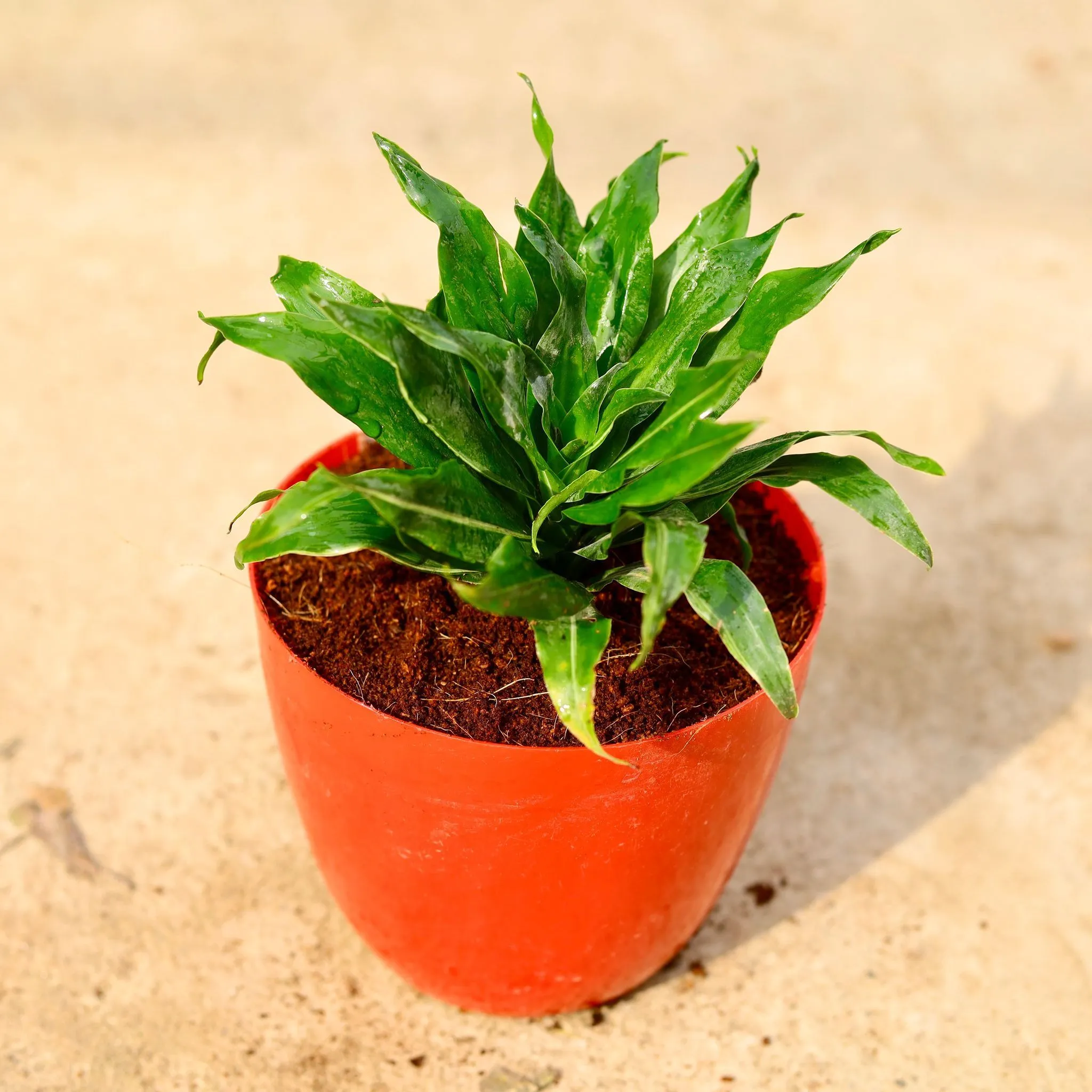 Dracaena compacta in 6 Inch Red Premium Orchid Round Plastic Pot
