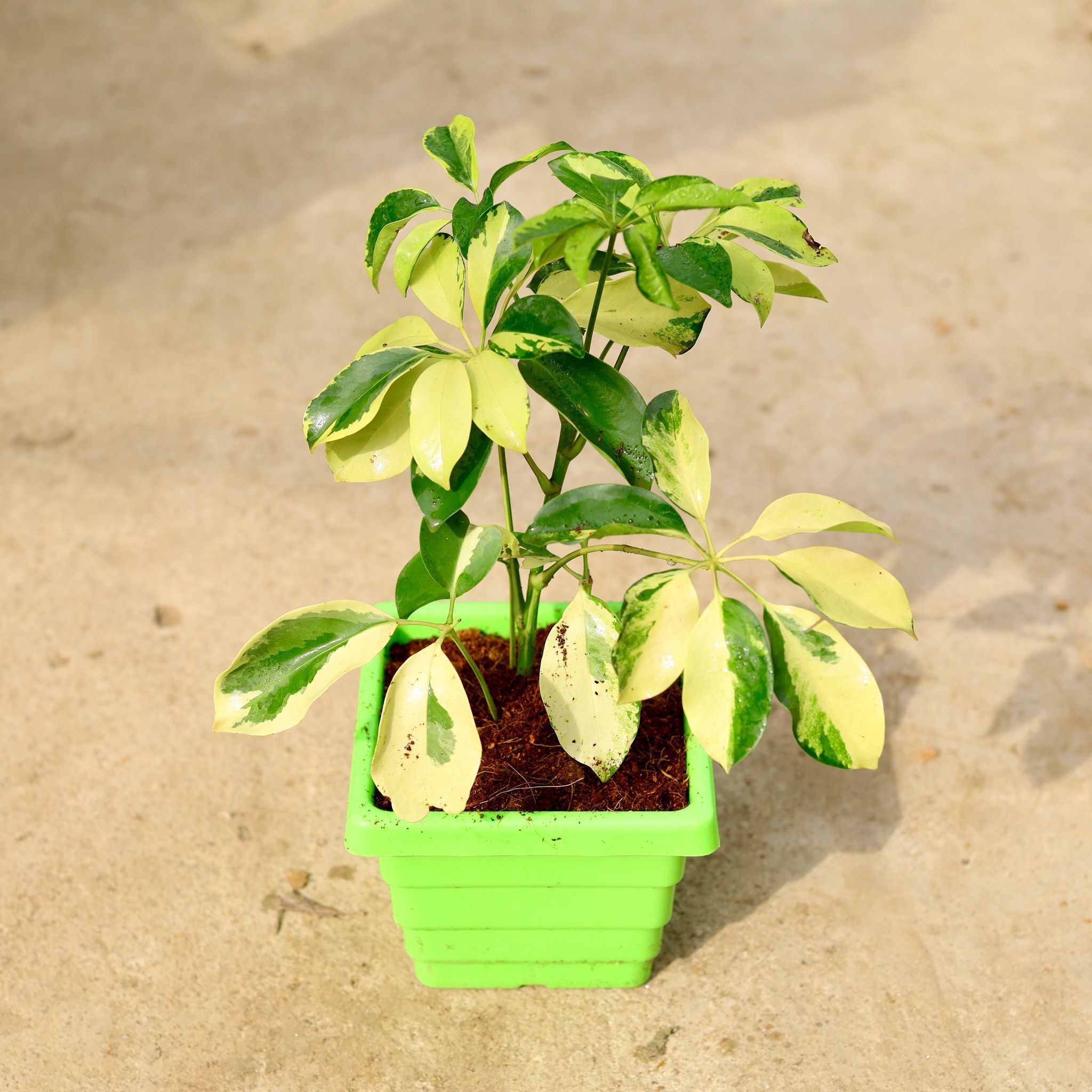 Schefflera High Color in 6 Inch Green Premium Orchid Square Plastic Pot