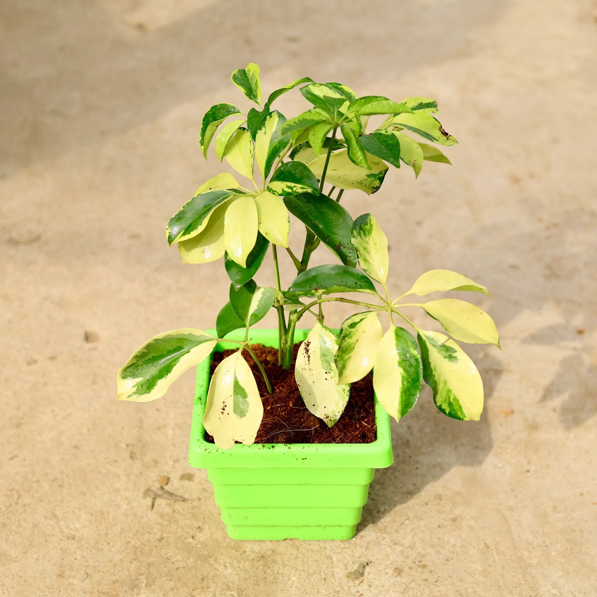 Schefflera High Color in 6 Inch Green Premium Orchid Square Plastic Pot