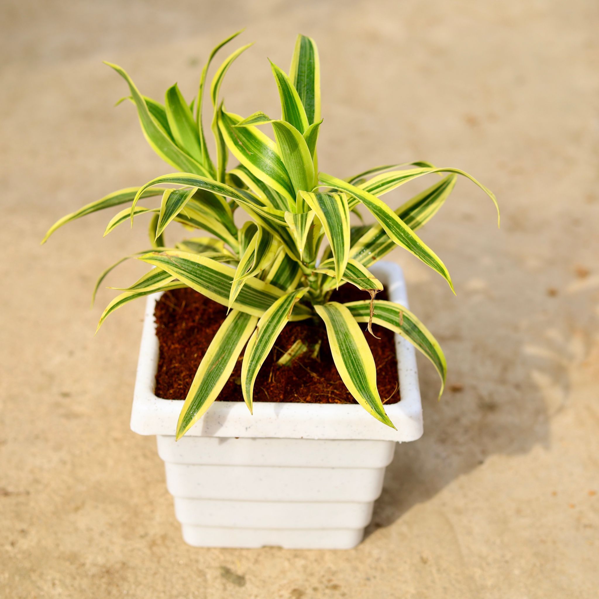 Song of India in 6 Inch White Marble Premium Orchid Square Plastic Pot