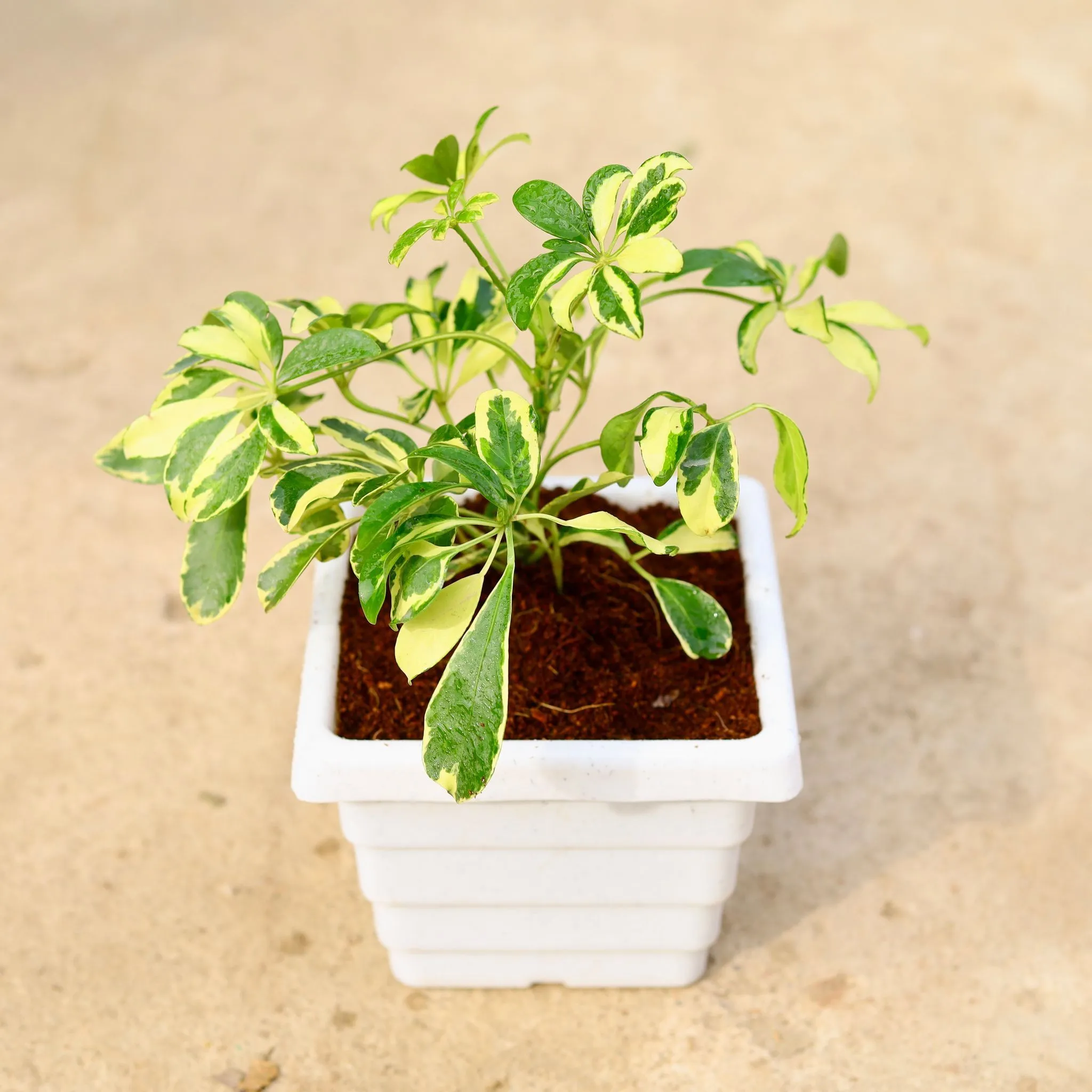 Schefflera Vareigated in 6 Inch White Marble Premium Orchid Square Plastic Pot
