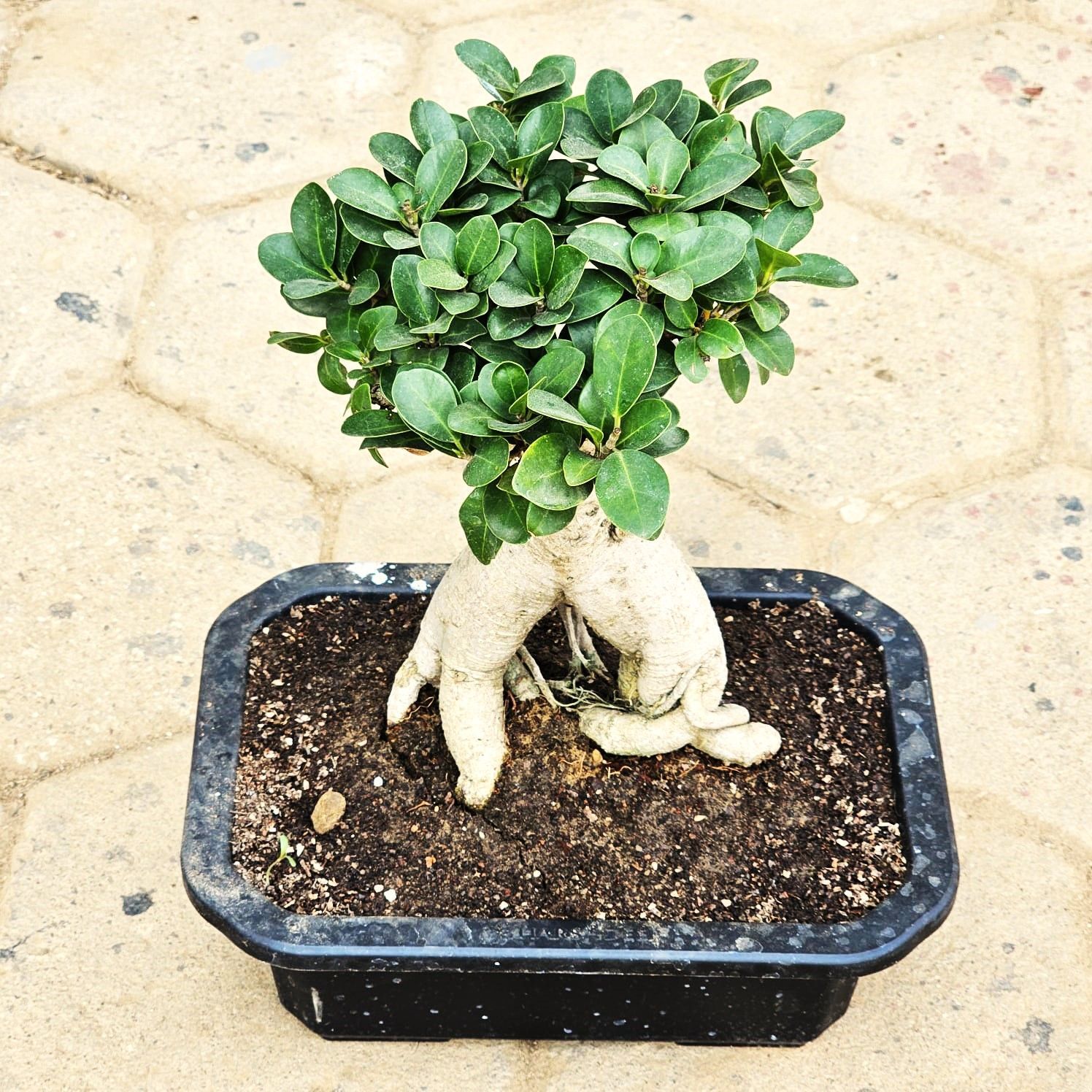 Ficus Bonsai in 6 Inch Black Premium Bonsai Pot