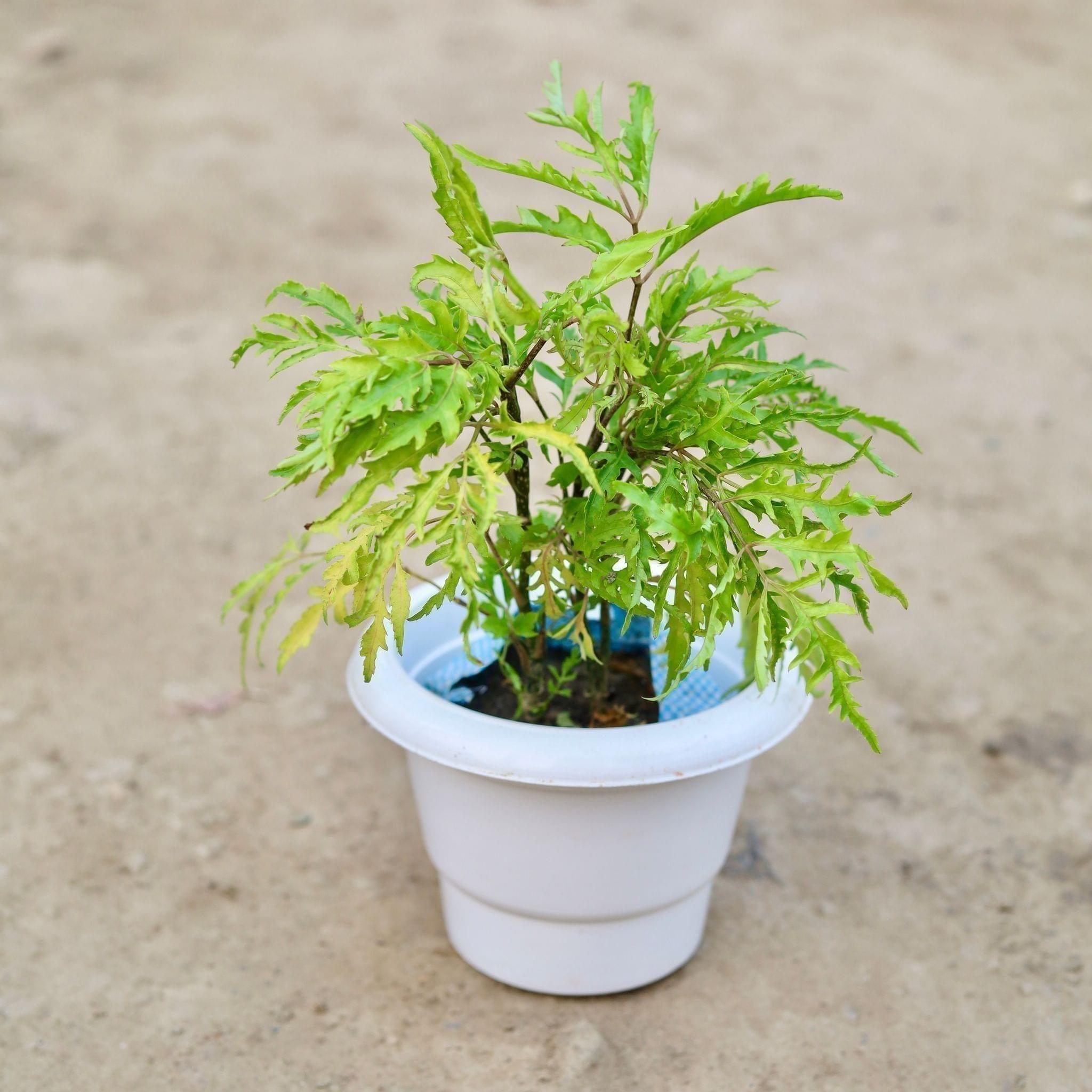 Aralia Neem in 6 Inch Classy White Plastic Pot