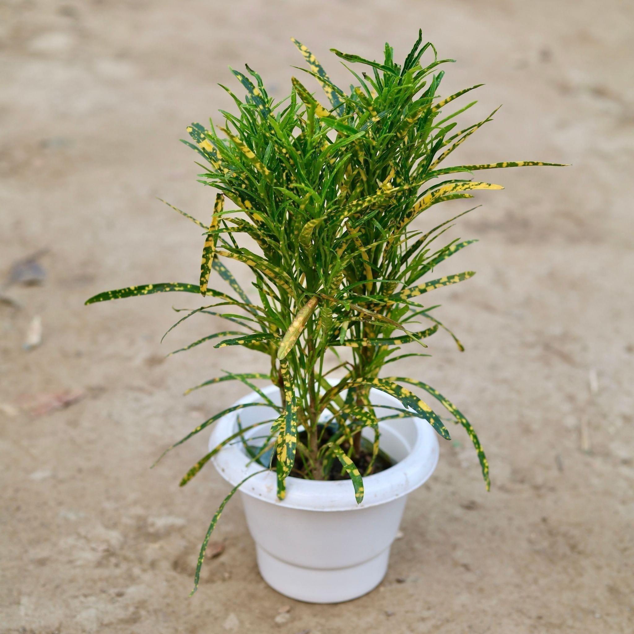 Chironji Croton in 6 Inch Classy White Plastic Pot
