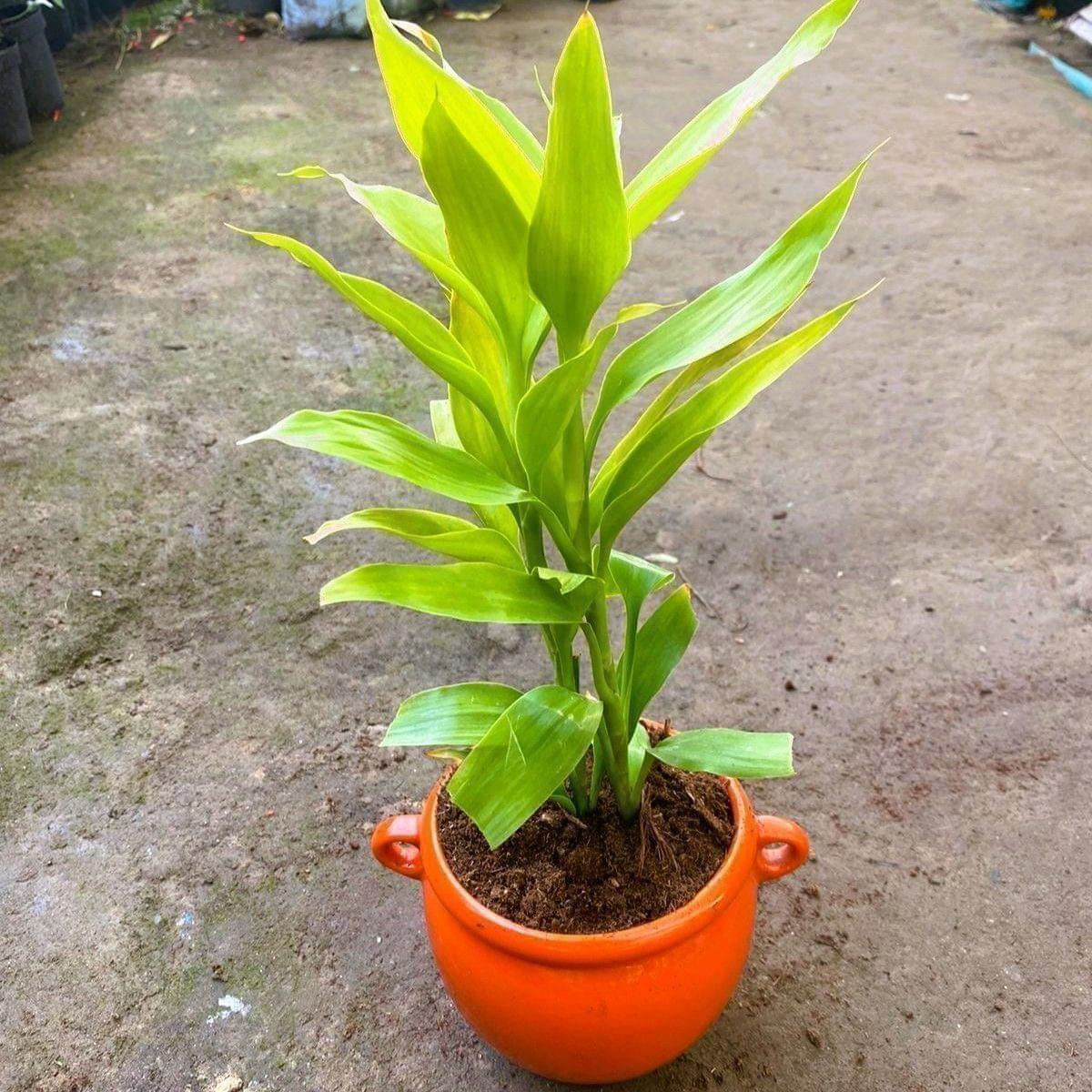 Lucky Bamboo in 6 Inch Handi Ceramic Pot (colour & Design may vary)