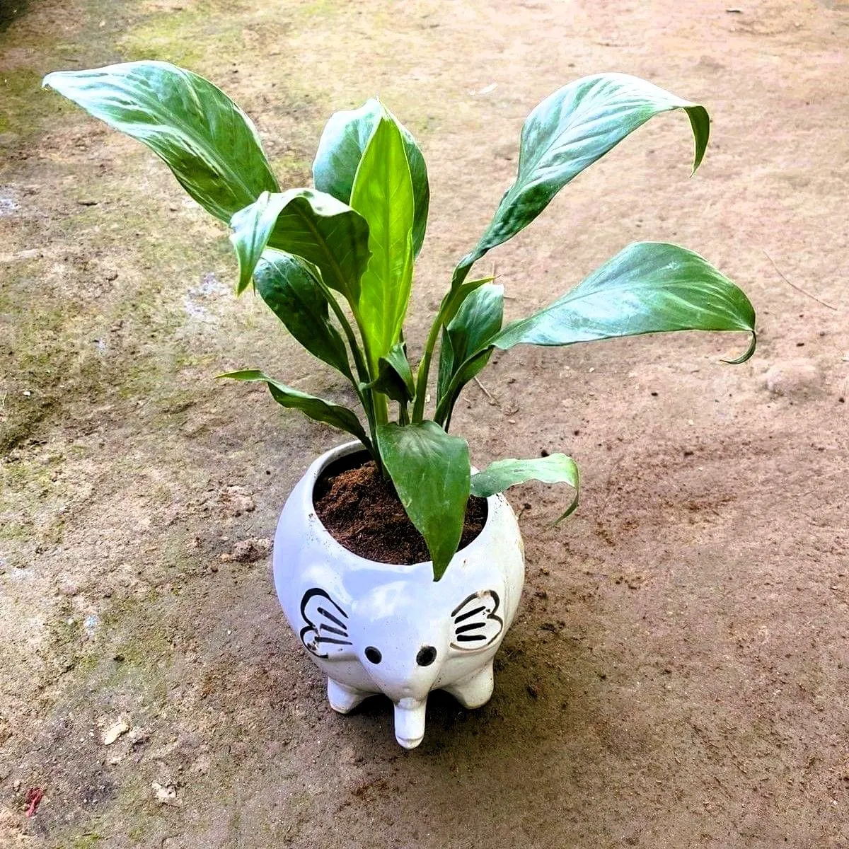 Peace Lily in 6 Inch Elephant Designer Ceramic Pot