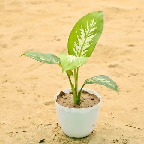 Dieffenbachia in 6 Inch White Premium Orchid Round Plastic Pot