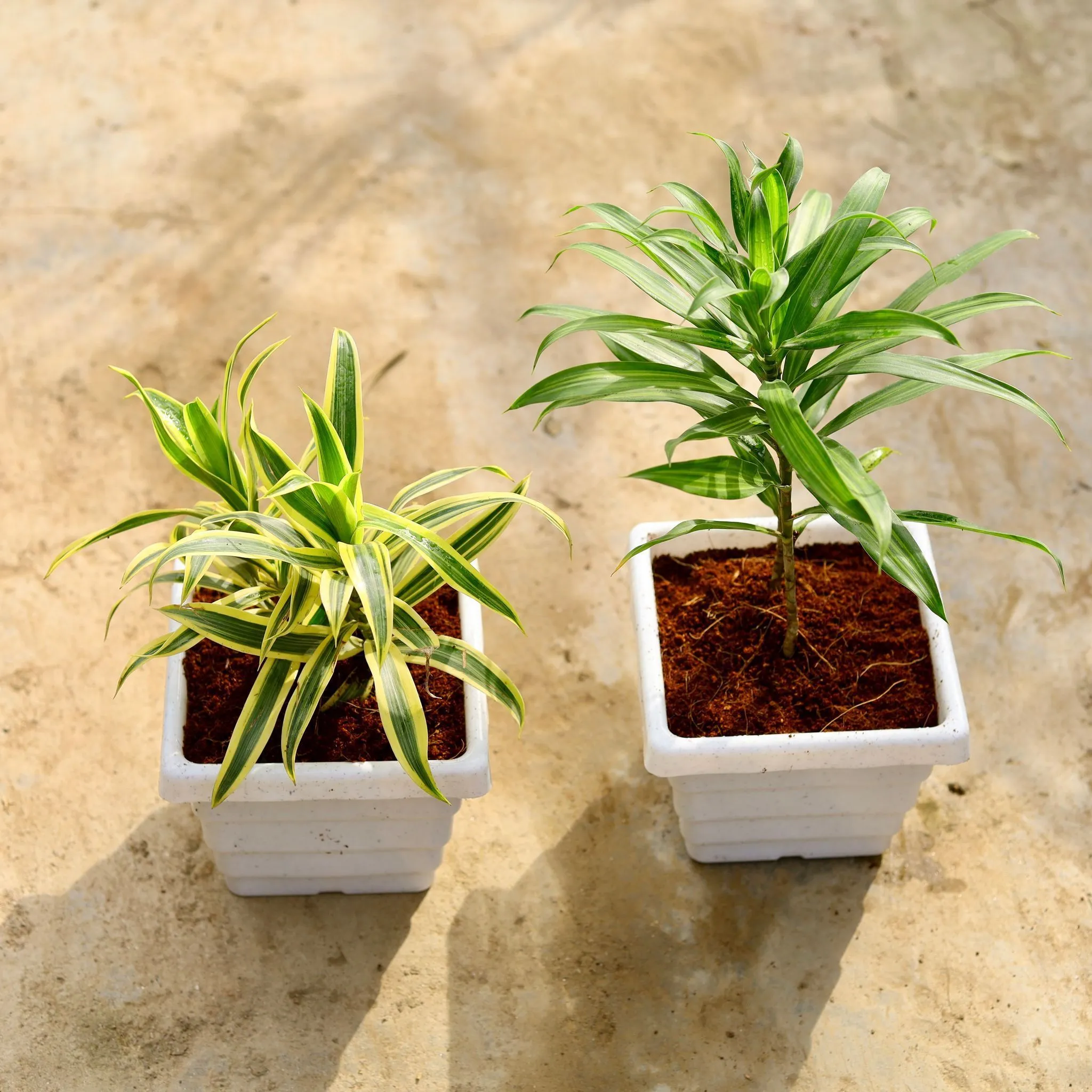 Set of 2 - (Dracaena Messenger and Song of India) in 6 Inch White Marble Premium Orchid Square Plastic Pot