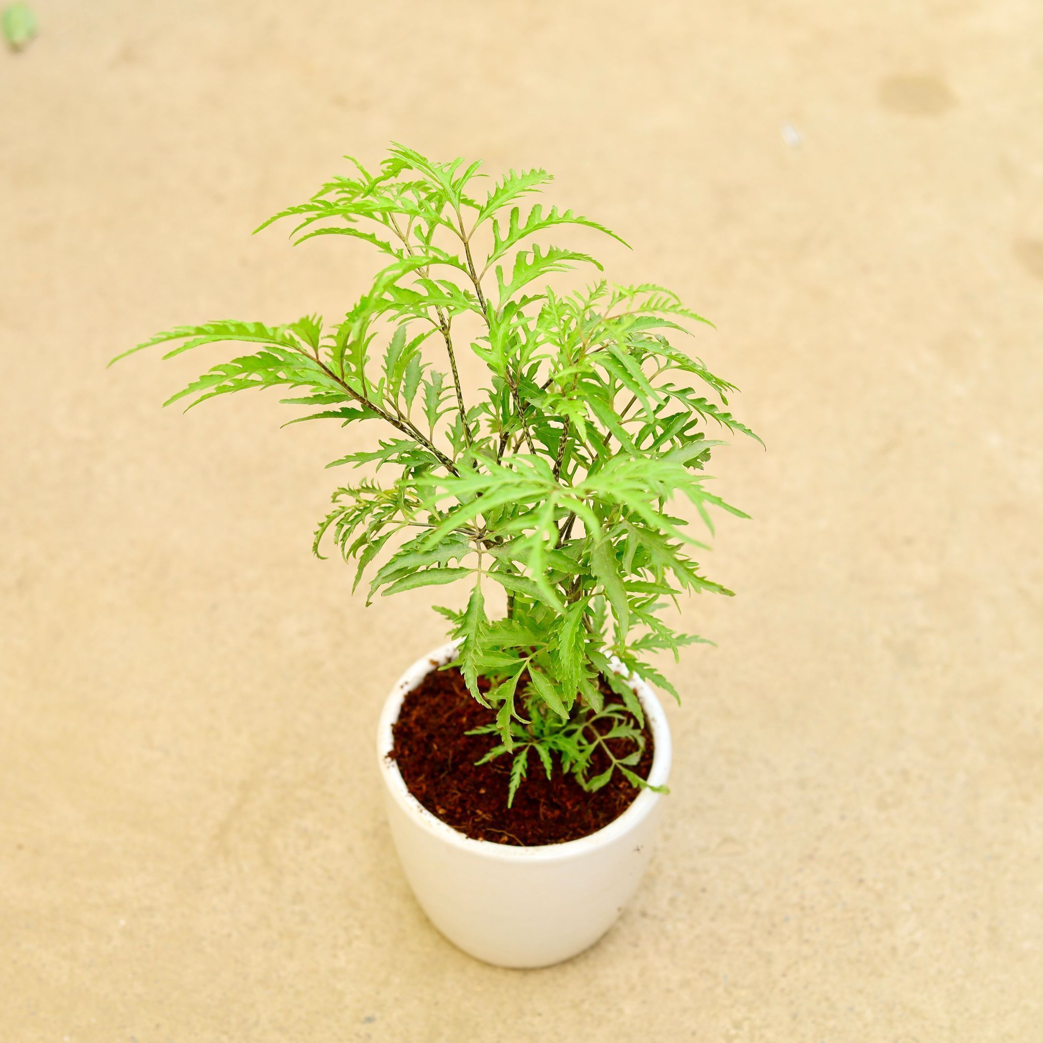Aralia Neem in 6 Inch Classy White Cup Ceramic Pot