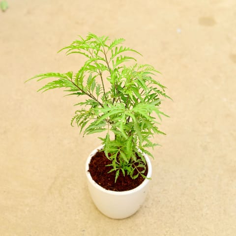 Aralia Neem in 6 Inch Classy White Cup Ceramic Pot