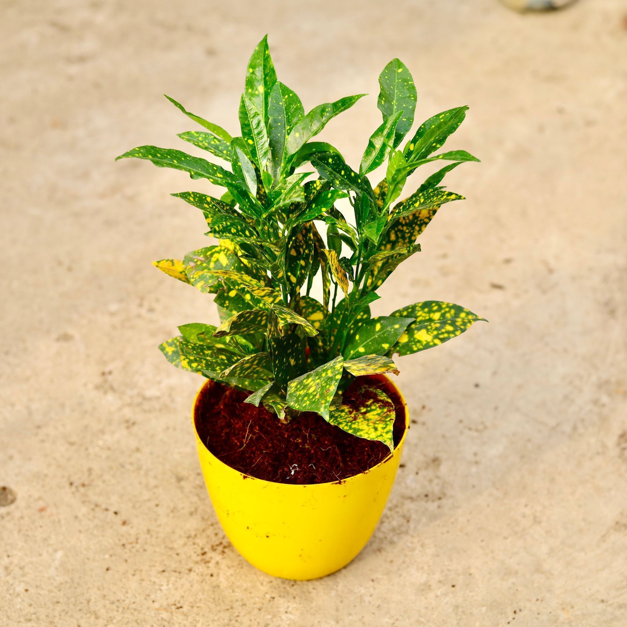 Baby Croton in 6 Inch Yellow Premium Orchid Round Plastic Pot