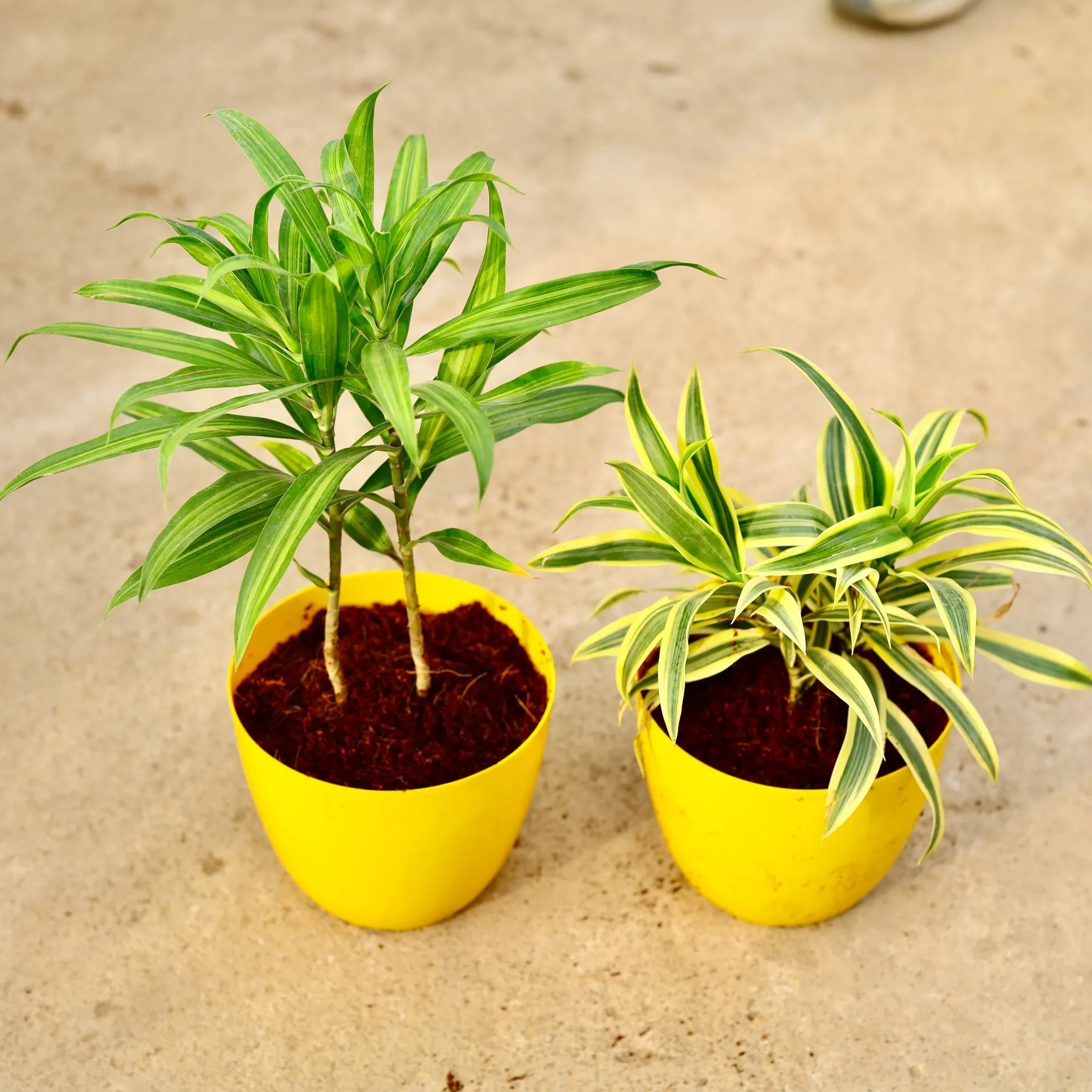 Set of 2 - Dracaena Messenger & Song of India in 6 Inch Yellow Premium Orchid Round Plastic Pot
