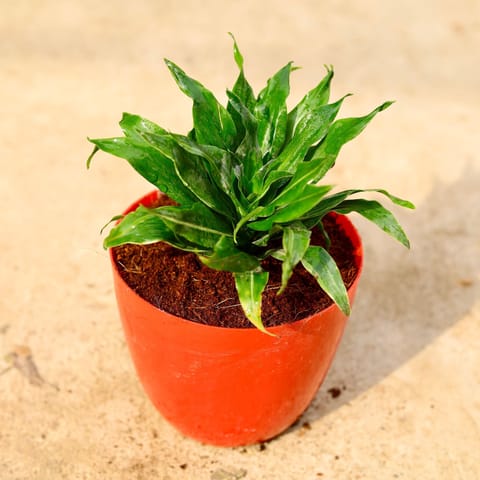 Dracaena compacta in 6 Inch Red Premium Orchid Round Plastic Pot