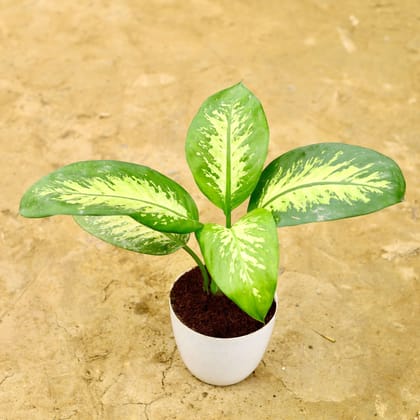 Buy Deiffenbachia Seguine in 6 Inch White Premium Orchid Round Plastic Pot Online | Urvann.com