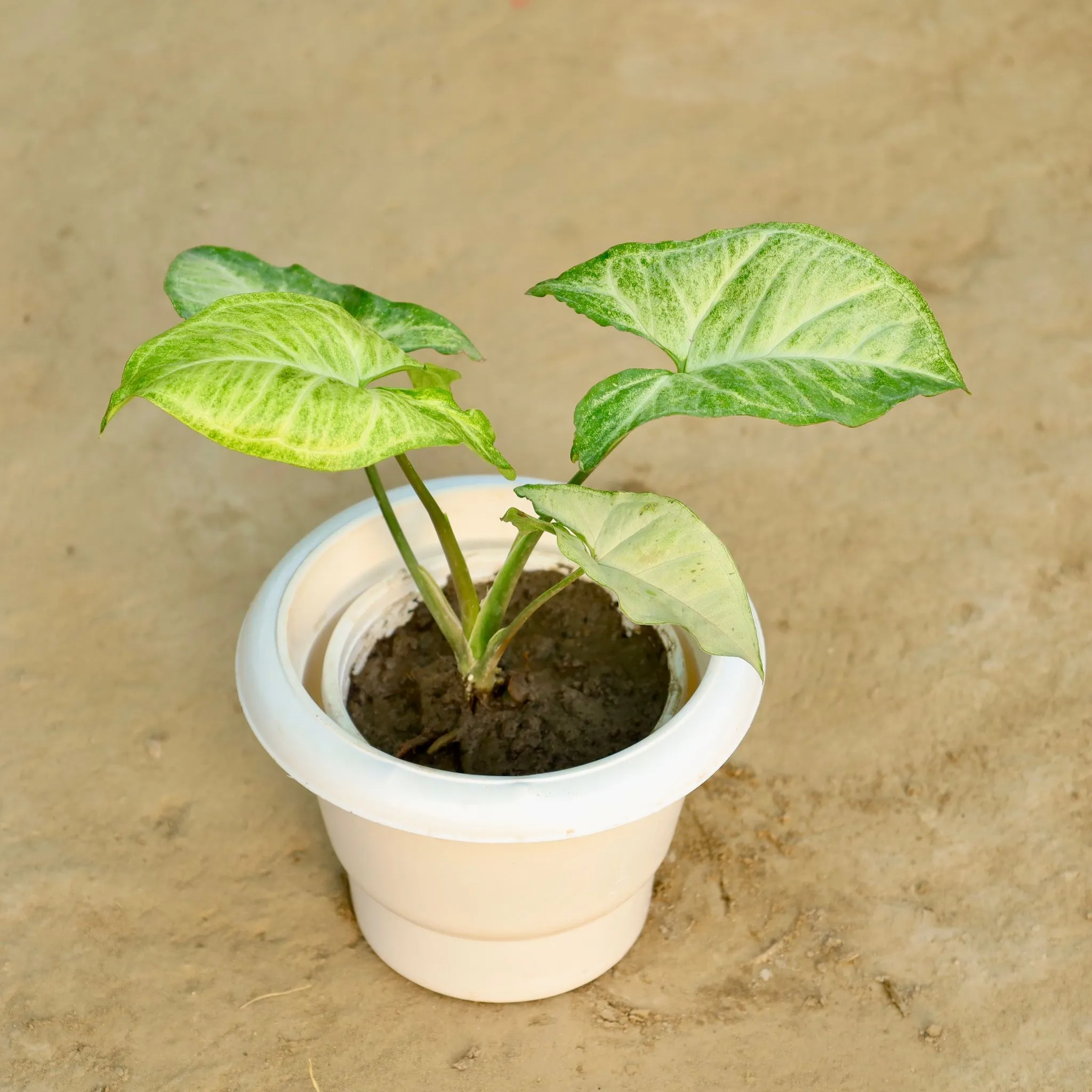 Syngonium Arrowhead in 6 Inch White Classy Plastic Pot