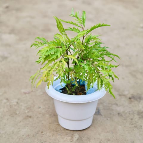 Aralia Neem in 6 Inch Live Plant Classy White Plastic Pot