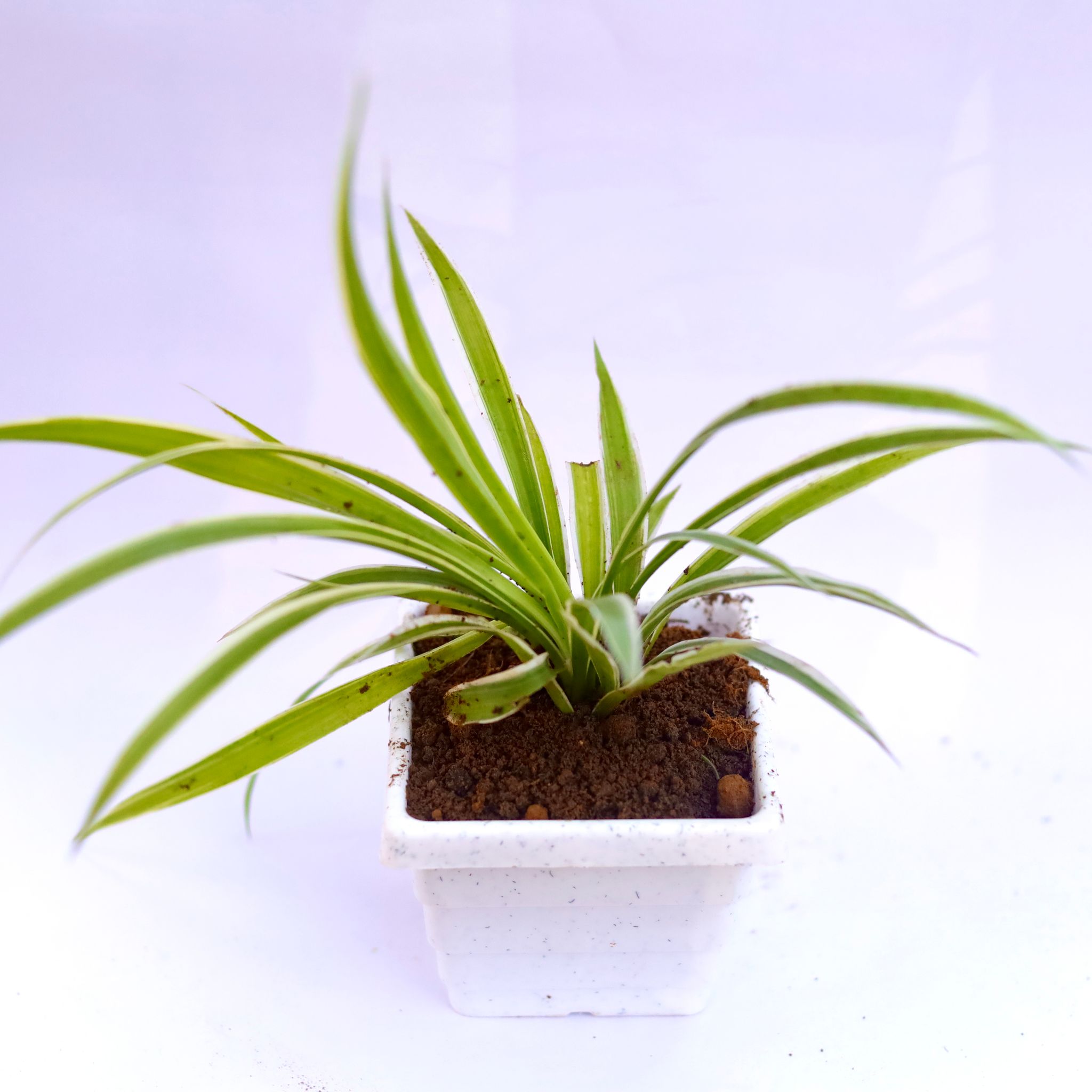 Spider in 6 Inch White Marble Premium Orchid Square Plastic Pot
