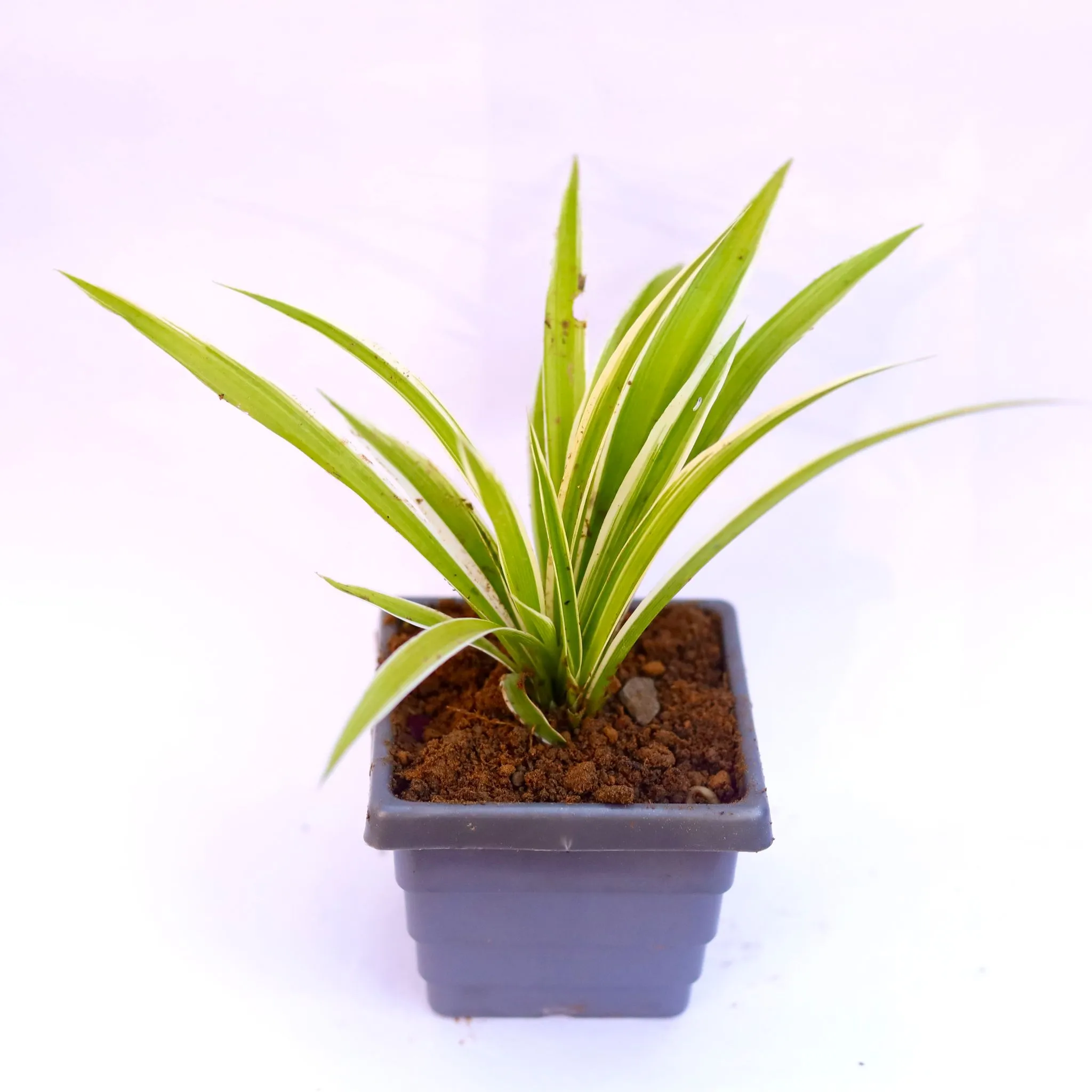Spider in 6 Inch Grey Premium Orchid Square Plastic Pot