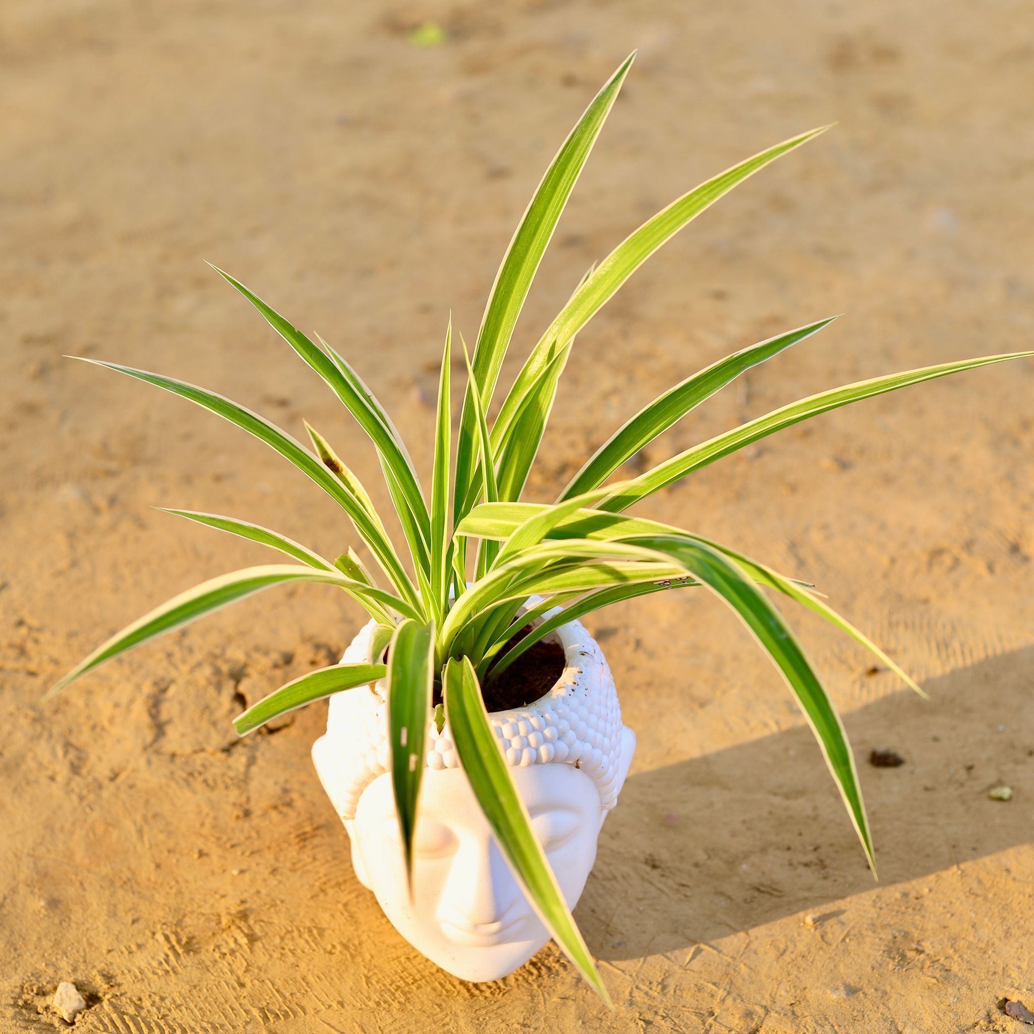 Spider in 6 Inch White Premium Buddha Plastic Pot