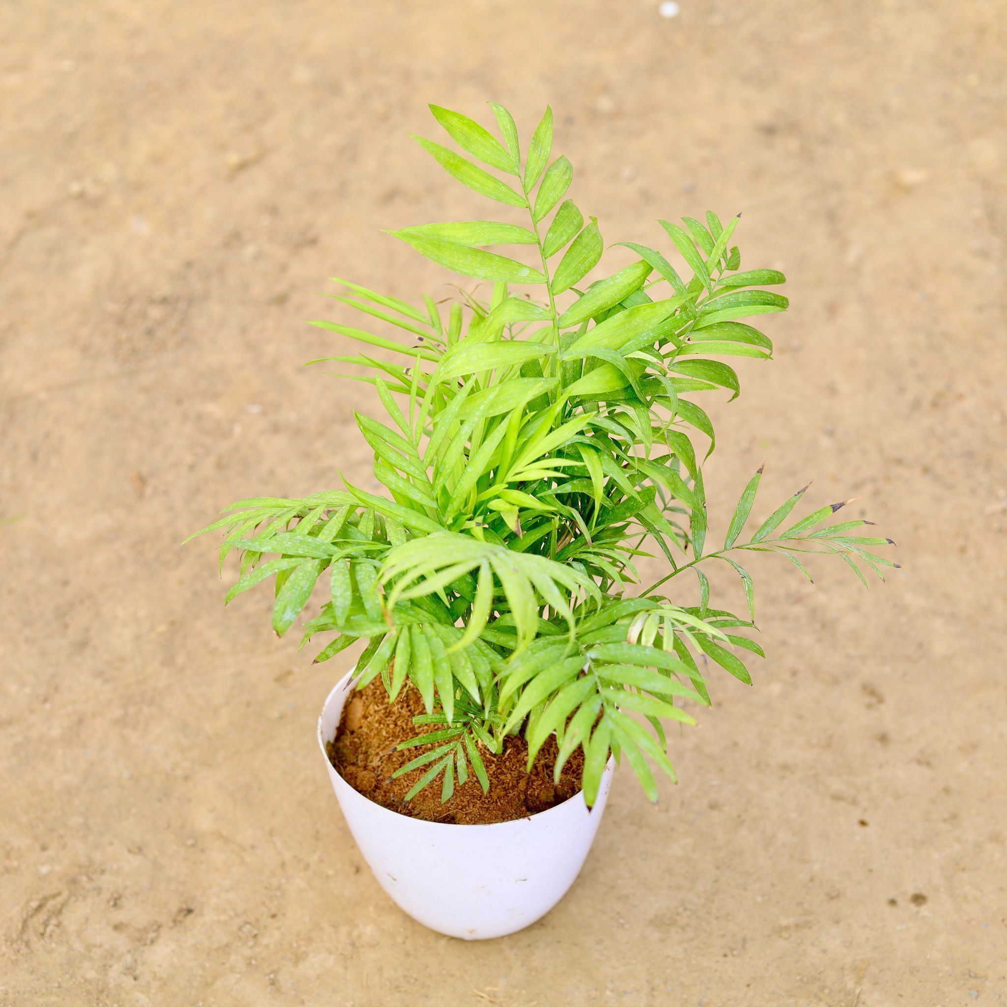 Chamaedorea Palm / Table Areca in 6 Inch White Premium Orchid Round Plastic Pot